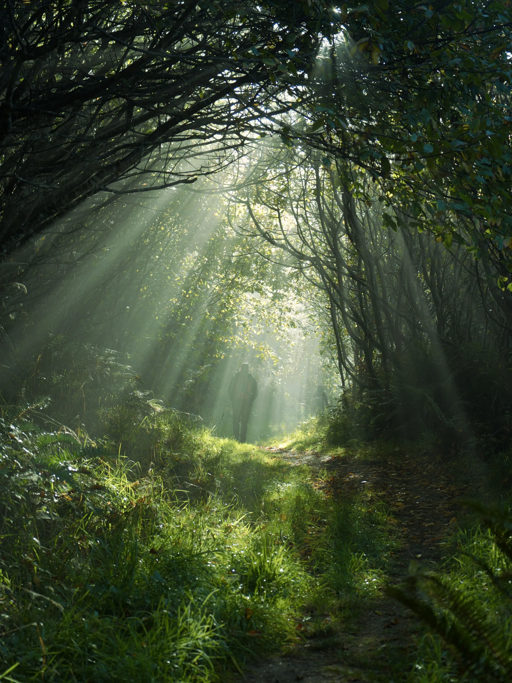 Forest trail along the Yurok Loop, Northern California - moss-draped trees, soft fog, sun-pierced canopy.