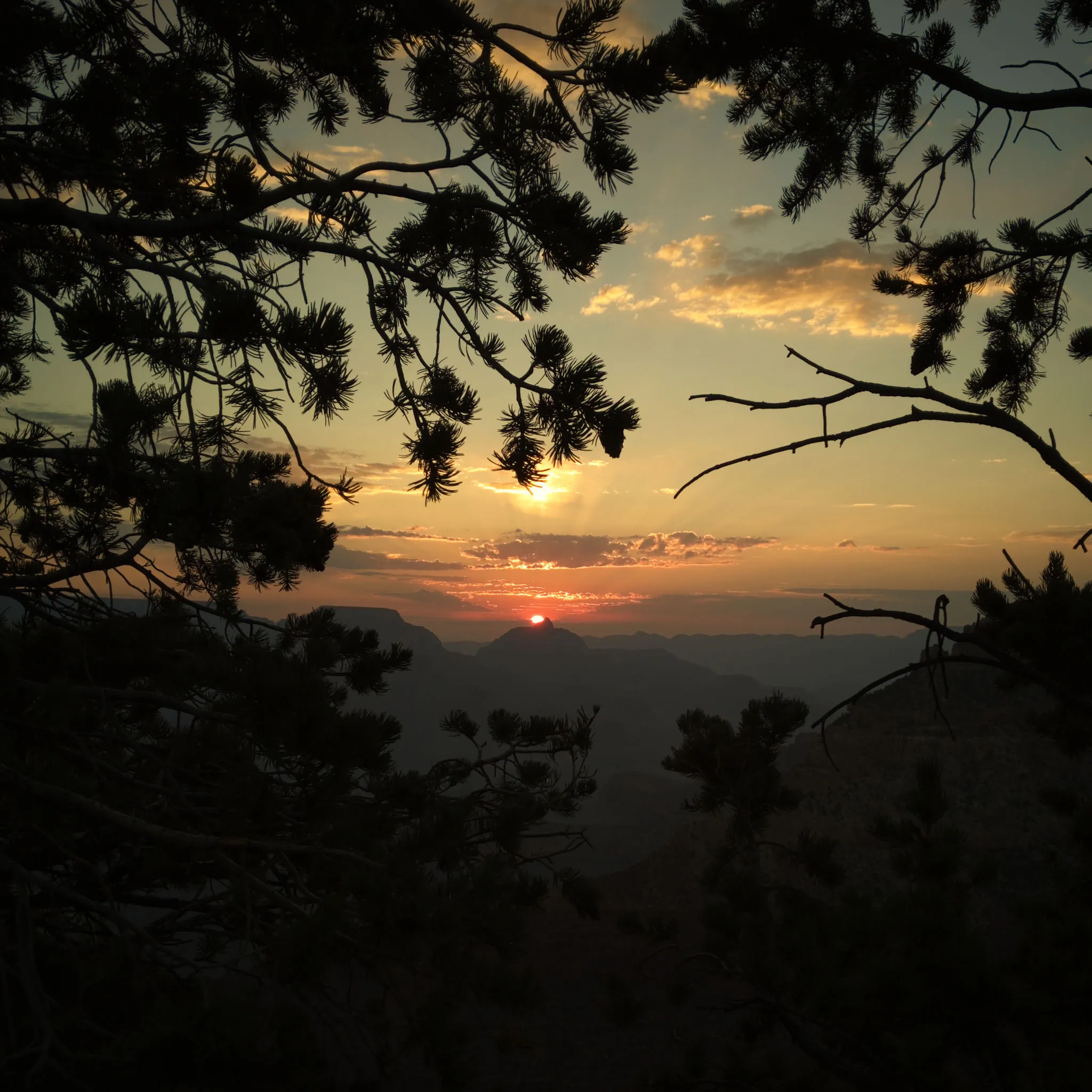 Sunrise at the Grand Canyon — Through the trees, layered ridgelines, golden light.